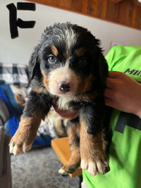 Bernese mountain dog puppies for sale! 