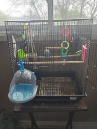 Blue Female Budgie w/ Cage - 60$