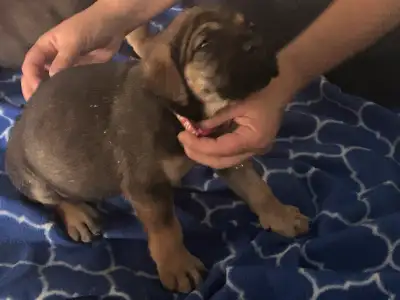 XXL - Cane Corso Puppies, View more