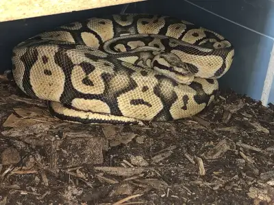 Gene Packed up coming Breeder, View more
