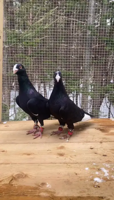 Dewlap pigeons (Black), View more