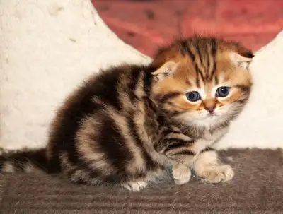 TICA Purebred Scottish Fold kittens from  Breeder, View more