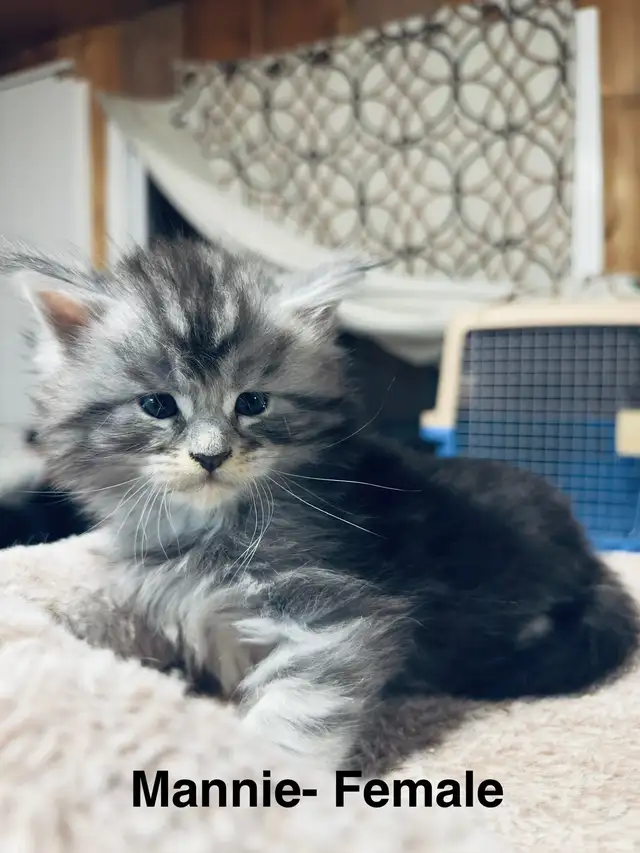 European purebred Mainecoon babies | Cats & Kittens for Rehoming ...