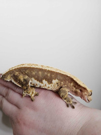 Proven female gecko 