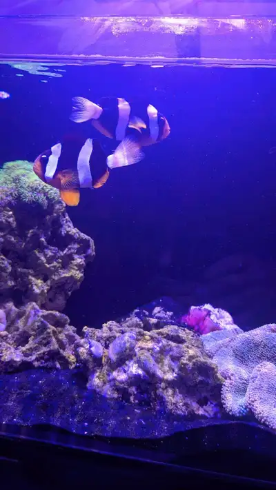 *Pair Clarkii* both about 3 inches and also having babies