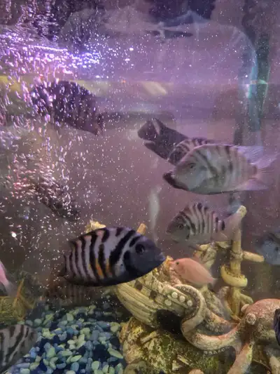 Healthy 1 year old convict cichlid. Looking to trade for other fish or aquarium plant.