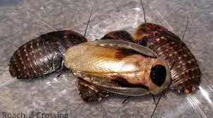 Discoid Roach, View more