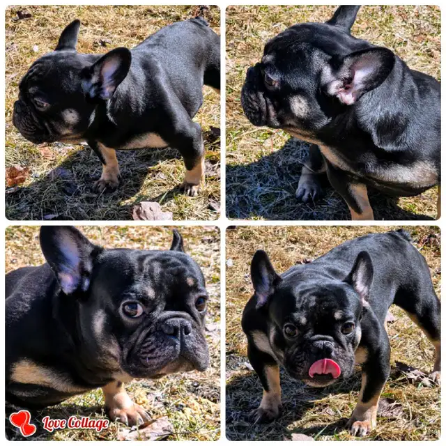 BOULEDOGUE FRANCAIS MALES 4  FERTILE DE QUALITER in Dogs & Puppies for Rehoming in City of Montréal - Image 2