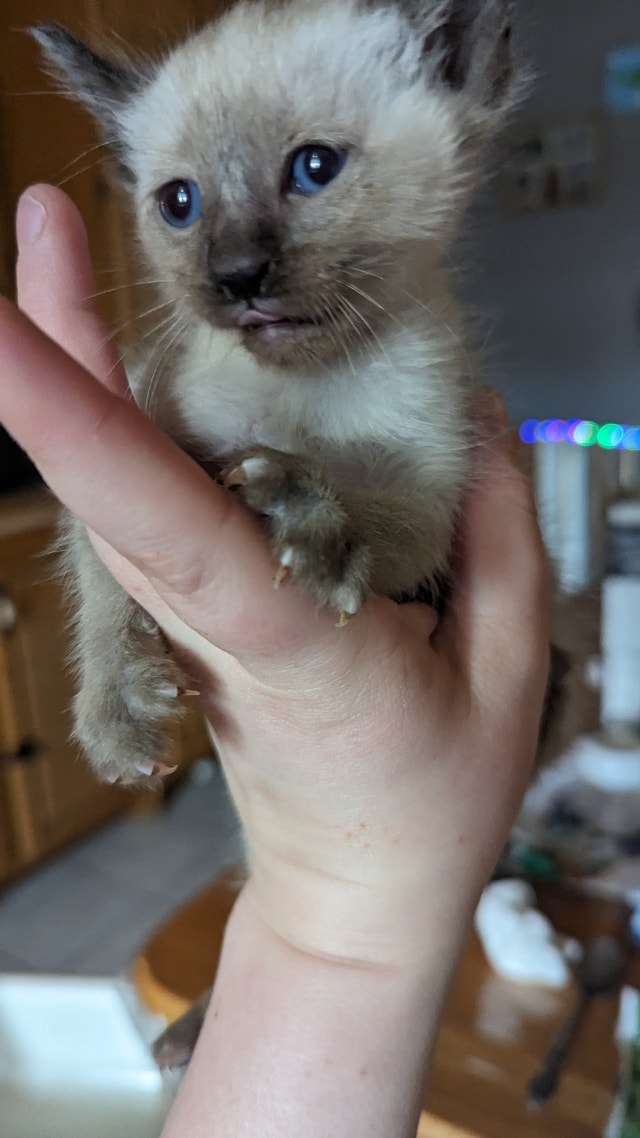 Chaton siamois chocolat Chats et chatons à adopter Longueuil/Rive Sud Kijiji