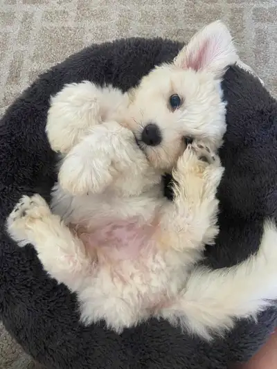 14-Week-Old Maltipoo – Pablo, View more
