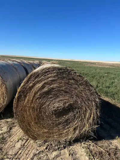 Alfalfa, Alfalfa/grass bales for sale. 1100-1200lbs. Asking $80/bale. Call 306-750-0392
