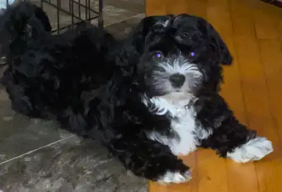 Havanese puppies, View more