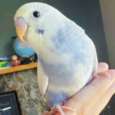 5 weeks old creamino-blue baby budgie , View more