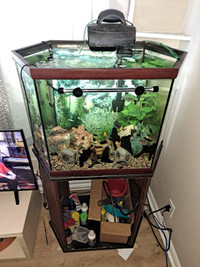 40g hex fish tank