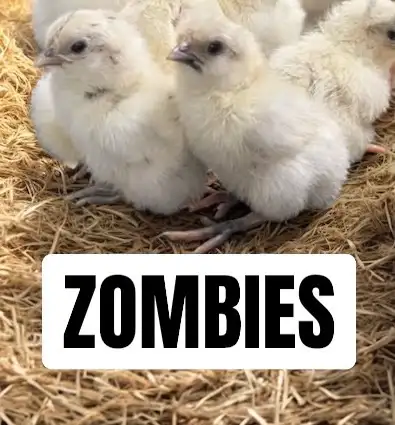 Zombie Chicks, View more