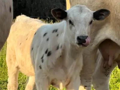 SP heifer, View more