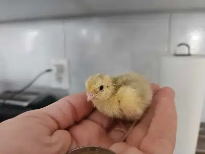 Incubating / Hatching - Coturnix Quail Eggs, View more