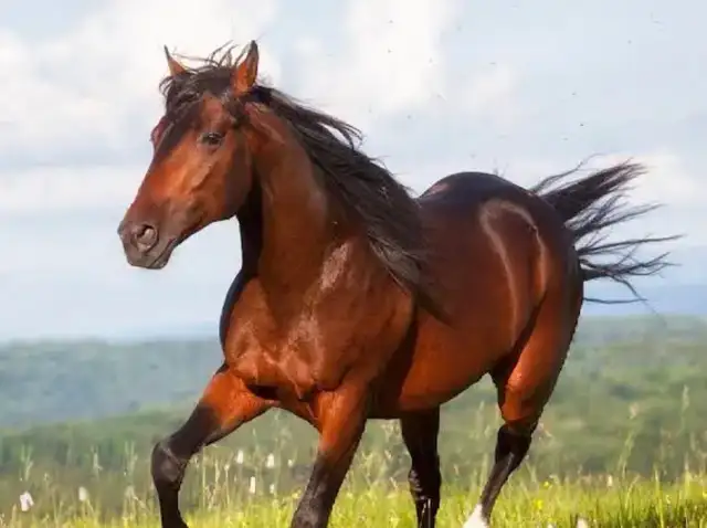 Horse Boarding484996947935252480