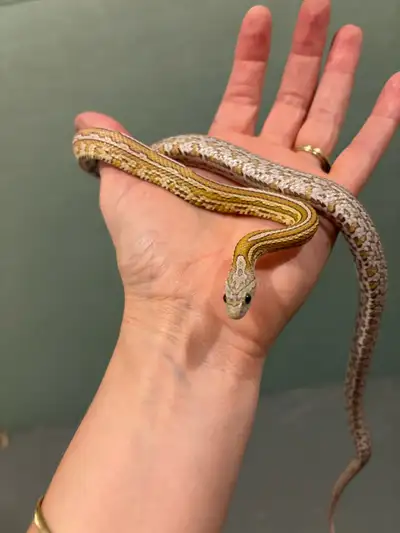 Ghost caramel tessera corn snake yearling , View more