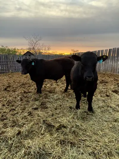 Quiet easy calving yearling Black Angus Bulls starting at $4800 please contact for more info. 306307...