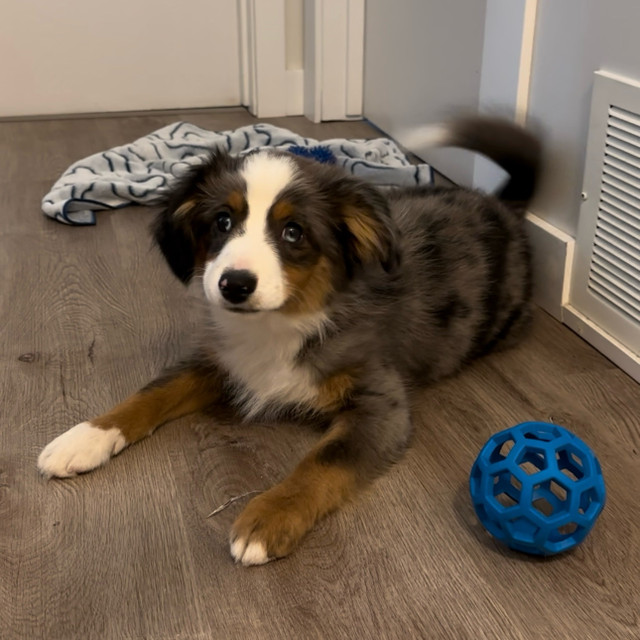 ASDR TOY AUSTRAILIAN SHEPHERD PUPPY in Dogs & Puppies for Rehoming in Vernon