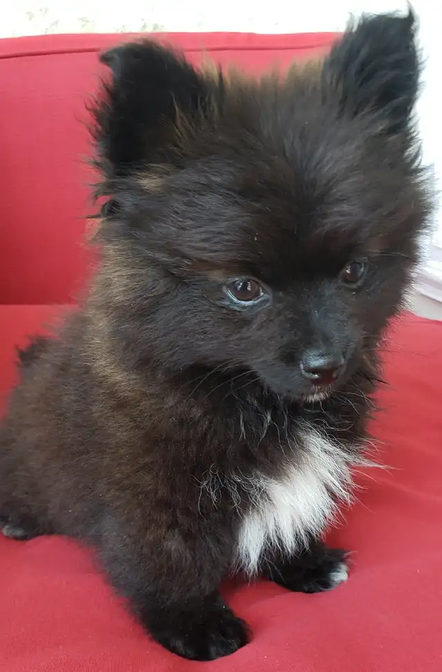 pomeranian male puppy  in Dogs & Puppies for Rehoming in Winnipeg - Image 2