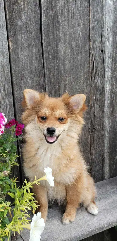 Purebred Pomeranian Puppies, View more