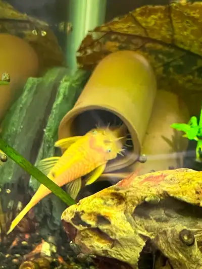 L144 pleco Blue-Eyed Lemon Bristlenose Pleco, View more