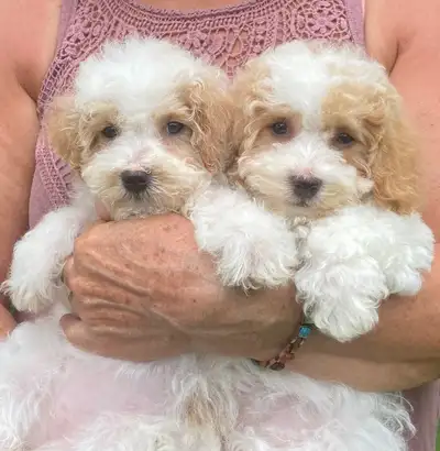 Bichonpoo puppies - only 2 FEMALES left, View more