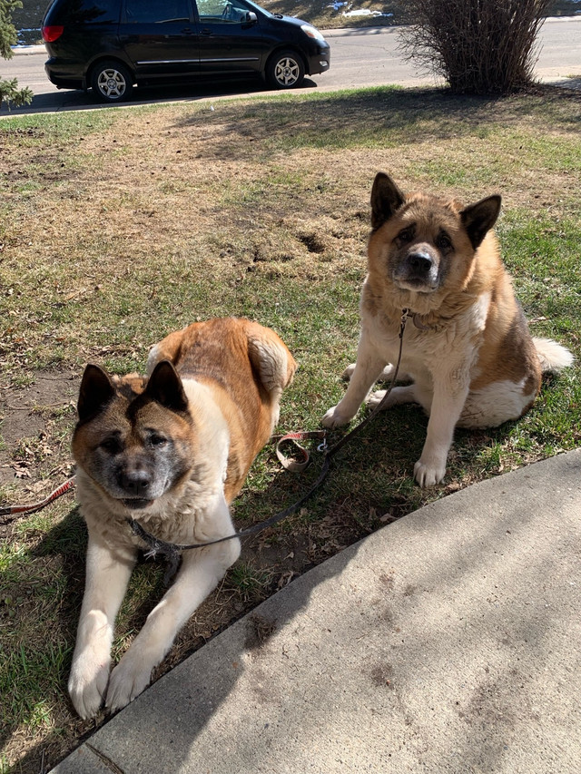 American Akita in Dogs & Puppies for Rehoming in Edmonton