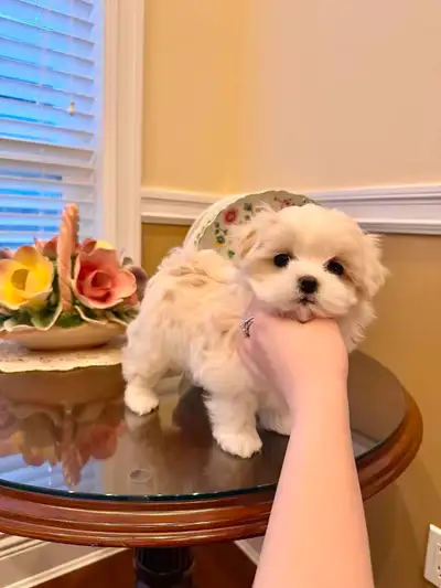 Babydoll face Maltese female puppy available, View more