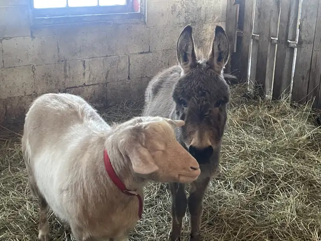 Mini Donkey and Goat Cuddles64733723138177120