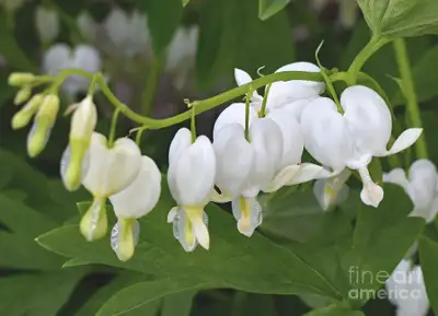 Spring Plant Sale -- Barrhaven (Wiltshire Circle), View more