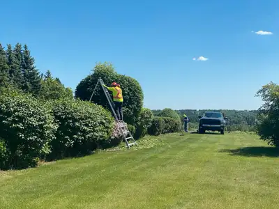 Affordable Tree Care, View more