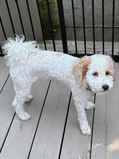 For Rehome- 1 yr. old Maya a Miniature Poodle, View more