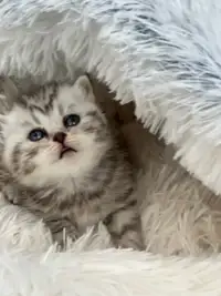 Gorgeous Scottish Fold Baby Kittens 