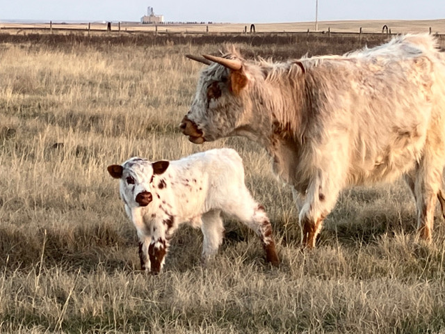 Bull Highland/Texas longhorn in Livestock in Calgary - Image 4