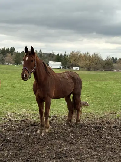 Dutch Gelding, View more