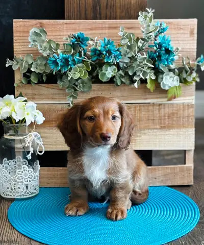 2 healthy beautiful lil Miniature Long Haired Dachshund puppies looking for their forever homes We h...