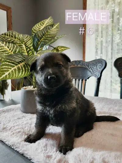 We have a litter of 7 adorable purebred German Sheperd puppies available, including 3 stunning black...