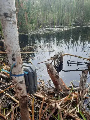 Humane Wildlife Trapping and Relocation - Beaver/Raccoon/etc..., View more