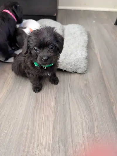 jackapoo puppies for sale, View more