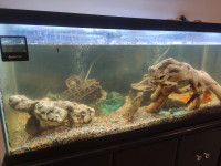 Aquarium fish tank 90 gallons.