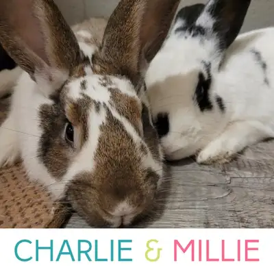 Charlie & Millie - Fixed Pair