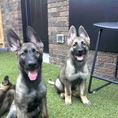 German Shepherd Puppies, View more