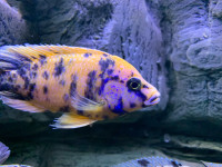 African cichlids breeding group peacock 