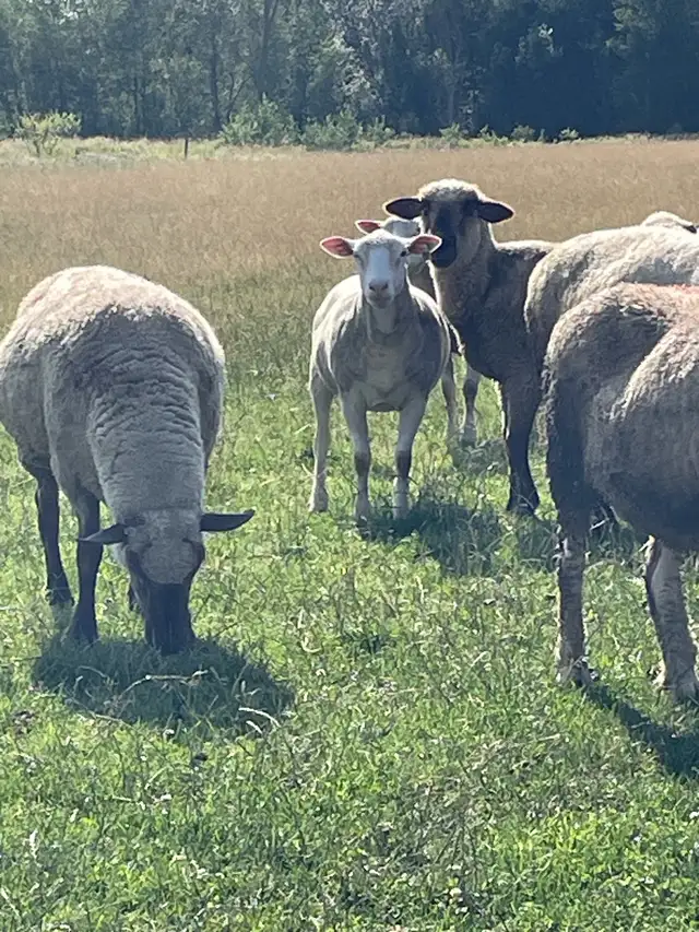 commercial ile de France ewes in Livestock in Owen Sound - Image 4