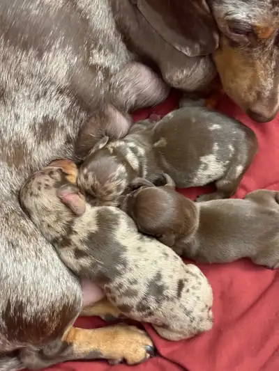 ADORABLE PUREBRED DACHSHUND PUPPIES FOR SALE, View more
