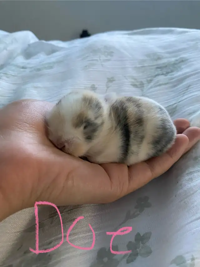 Holland Lop baby bunnies✨ in Small Animals for Rehoming in Delta/Surrey/Langley - Image 5