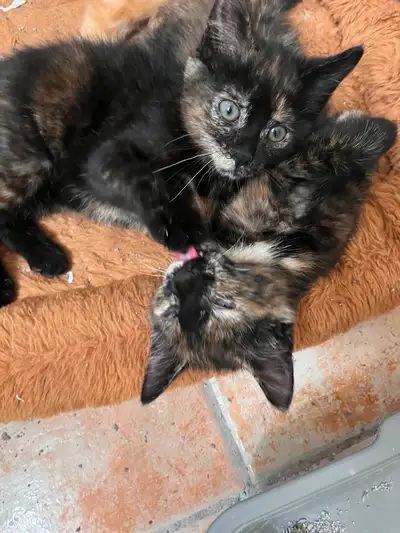 Kittens, View more